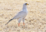 20140721_1340-Pale-Chanting-Goshawk.jpg
