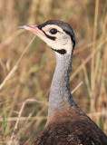 20140722_1554-White-bellied-Bustard.JPG