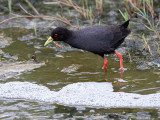 20140723_1616-Black-Crake.JPG