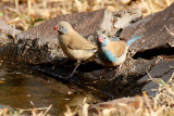 20140724_1694-Blue-capped-Cordonbleu_.JPG