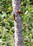 20140728_1926-Mombasa-Woodpecker.JPG