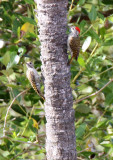 20140728_1928-Mombasa-Woodpecker.JPG