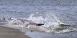 Dolphins strand feeding on finger mullet near Folly Beach