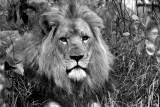 Lion-Black  White.pb.jpg