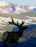 Bull Elk Silhouette