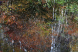Reflections of Autumn