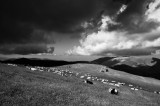 2012-Sheep graze