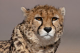 2013-Asiatic cheetah