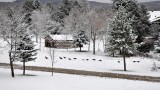 A grounded gaggle of canada geese