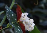 Au jardin en hiver