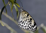 Papillon en libert 