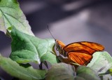 Papillons en liberté - Édition 2016