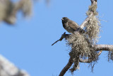 Medium Tree Finch (Camarhynchus pauper)