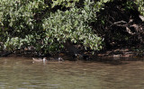 White-cheeked Pintail - Anas bahamensis ssp. galapagensis