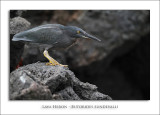 Lava Heron - Butorides sundevalli