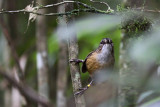 Mountain Wren-Babbler (Napothera crassa)