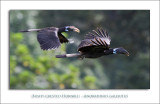 Bushy-crested Hornbill - Anorrhinus galeritus