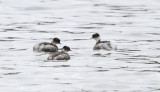 IMG_1001.Silvery Grebe.jpg