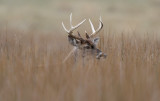 IMG_1334.White.tailed Deer.jpg