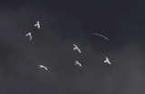 IMG_1441.Andean Gull.jpg