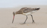 Lille Kobbersneppe - (Limosa lapponica) - Bar-tailed Godwit