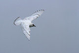 Ismåge - (Pagophila eburnea) - Ivory Gull