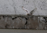 Sneugle - (Bubo scandiacus) - Snowy Owl