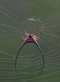 spider sp
