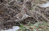 Stor Gråsisken - (Carduelis flammea) - Common Redpoll