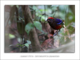 Garnet Pitta - Erythropitta granatina