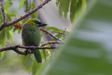 Golden-naped Barbet (Megalaima pulcherrima) 