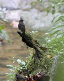 Bornean Whistling Thrush (Myophonus borneensis)