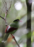 Bornean Green Magpie (Cissa jefferyi)