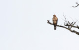 Wallaces Hawk-eagle - Spizaetus nanus ssp nanus