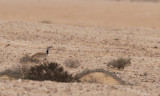 MacQueens Bustard (Chlamydotis macqueenii)