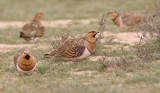 Pin-tailed Sandgrouse (Pterocles alchata)