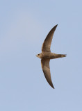 Pallid Swift - (Apus pallidus)