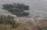 Dorcas gazelle (Gazella dorcas)