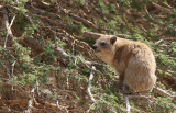 Rock Hyrax (Procavia capensis)