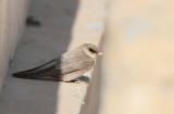 Rock Martin (Ptyonoprogne fuligula)