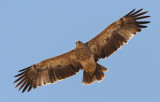 Eastern Imperial Eagle (Aquila heliaca)