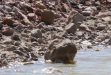 Greater Sand Plover (Charadrius leschenaultii)