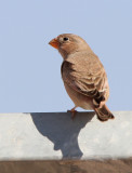 Trumpeter Finch (Bucanetes githagineus)