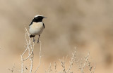 Desert Wheatear - (Oenanthe deserti)