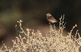 European Stonechat - (Saxicola torquatus)