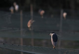 Black-crowned Night Heron - (Nycticorax nycticorax)