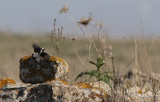 Finschs Wheatear (Oenanthe finschii)