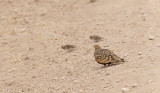 Chestnut-bellied Sandgrouse (Pterocles exustus)