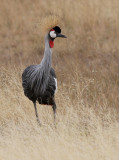 Grey Crowned Crane (Balearica regulorum)