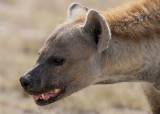 Spotted Hyena (Crocuta crocuta)